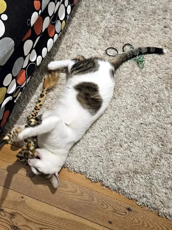 KARDOULIS
fröhlicher Kater sucht Sonnenplatz, male mixed breed for adoption at Cats at Andros e.V. — photo 8 of 14