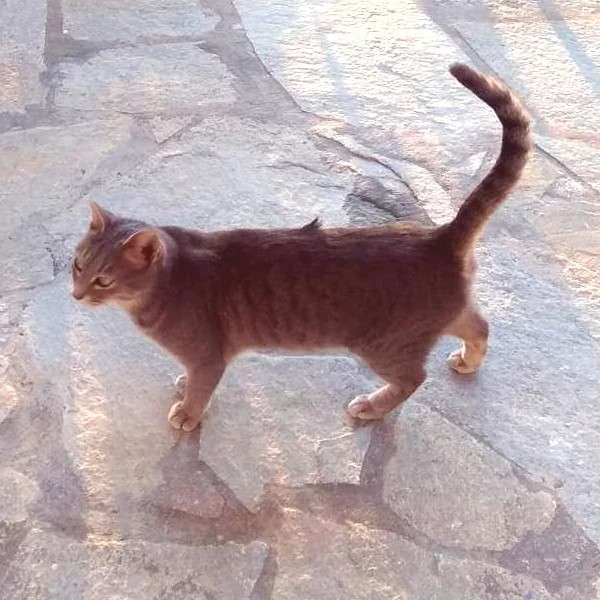 KOKO 
(† 22. Februar 2025), female mixed breed for adoption at Cats at Andros e.V.