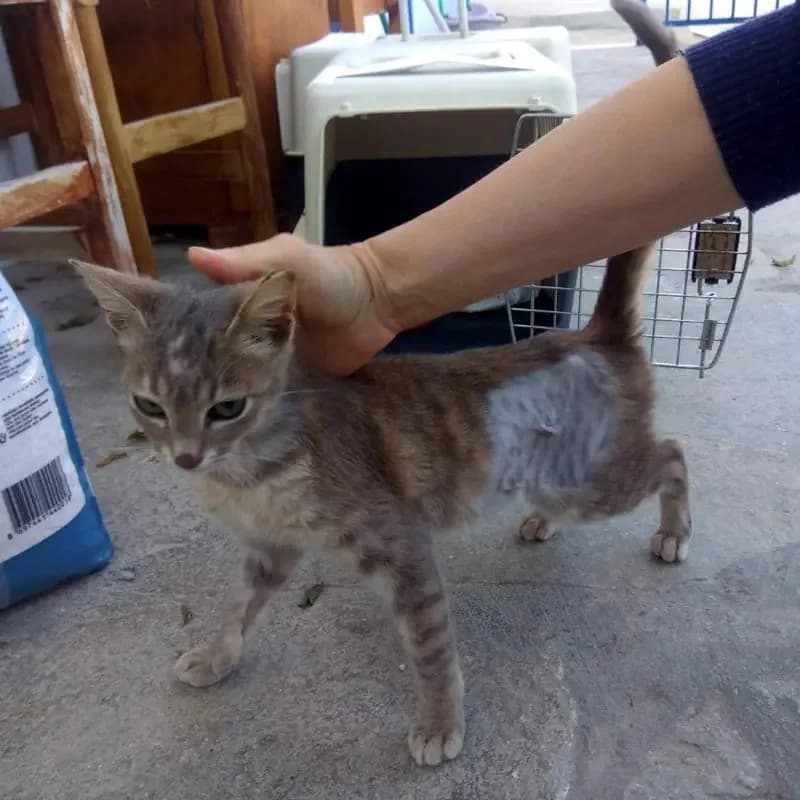 KOKO 
(† 22. Februar 2025), female mixed breed for adoption at Cats at Andros e.V. — photo 2 of 7