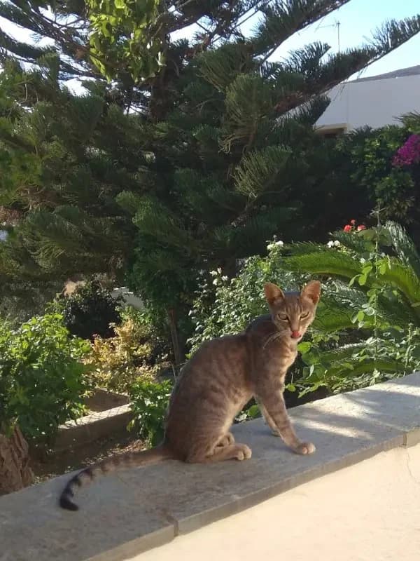 KOKO 
(† 22. Februar 2025), female mixed breed for adoption at Cats at Andros e.V. — photo 3 of 7