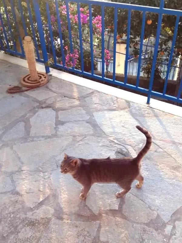 KOKO 
(† 22. Februar 2025), female mixed breed for adoption at Cats at Andros e.V. — photo 4 of 7