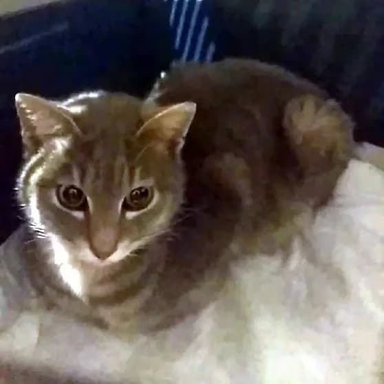 KOKO 
(† 22. Februar 2025), female mixed breed for adoption at Cats at Andros e.V. — photo 5 of 7