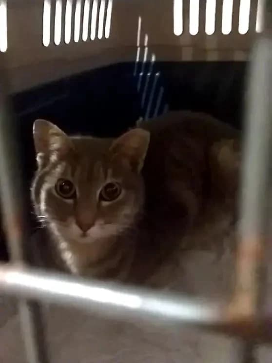 KOKO 
(† 22. Februar 2025), female mixed breed for adoption at Cats at Andros e.V. — photo 6 of 7