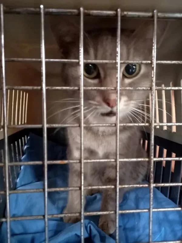 KOKO 
(† 22. Februar 2025), female mixed breed for adoption at Cats at Andros e.V. — photo 7 of 7