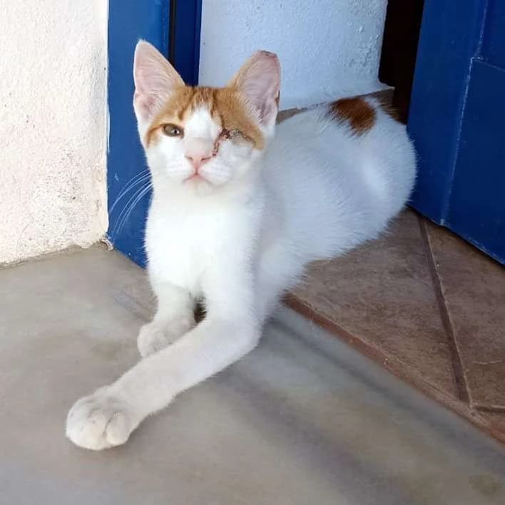 URANAKIS 
(† 31. Januar 2025), male mixed breed for adoption at Cats at Andros e.V.
