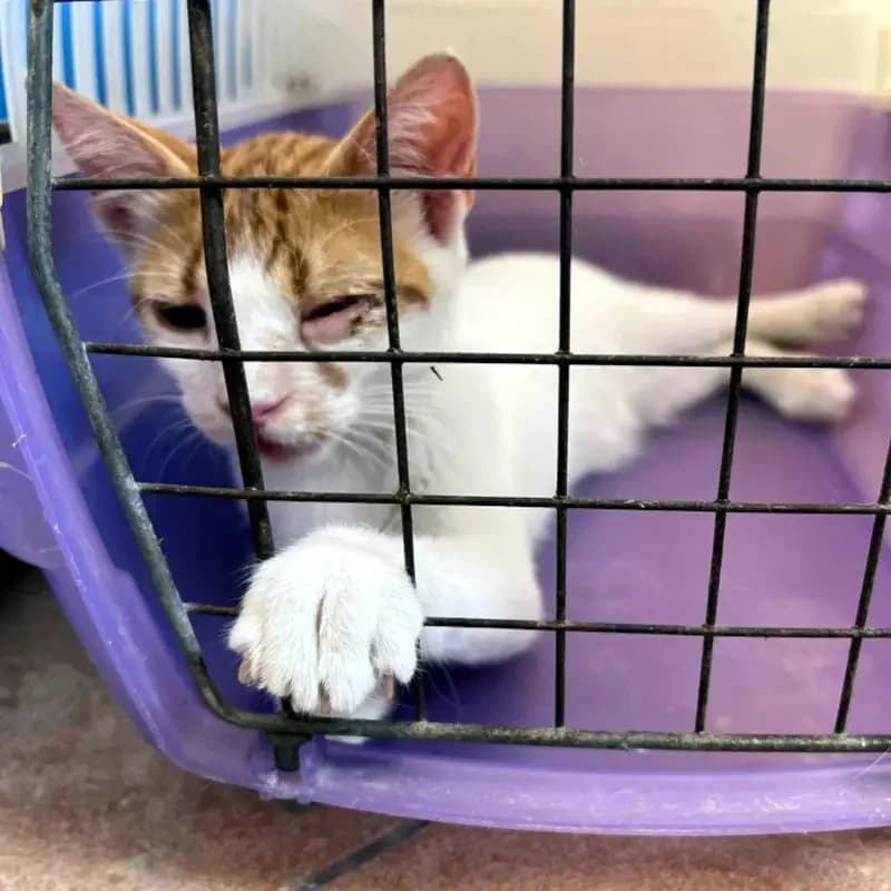 URANAKIS 
(† 31. Januar 2025), male mixed breed for adoption at Cats at Andros e.V. — photo 2 of 9