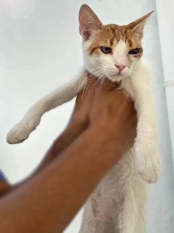 URANAKIS 
(† 31. Januar 2025), male mixed breed for adoption at Cats at Andros e.V. — photo 3 of 9