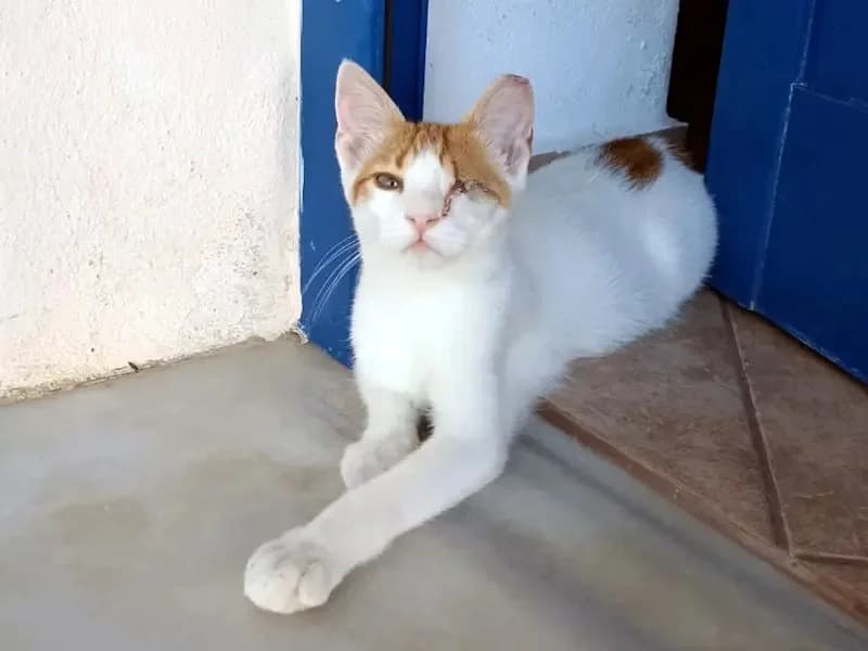 URANAKIS 
(† 31. Januar 2025), male mixed breed for adoption at Cats at Andros e.V. — photo 4 of 9