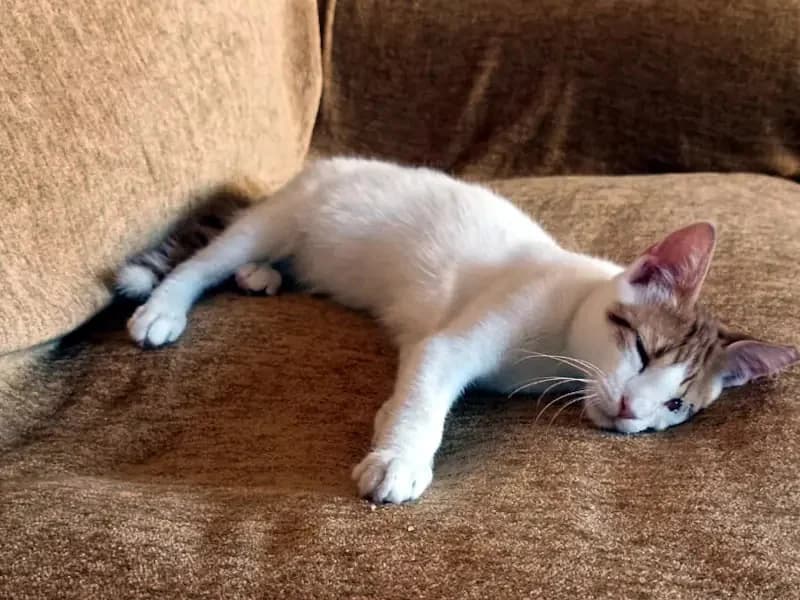 URANAKIS 
(† 31. Januar 2025), male mixed breed for adoption at Cats at Andros e.V. — photo 5 of 9