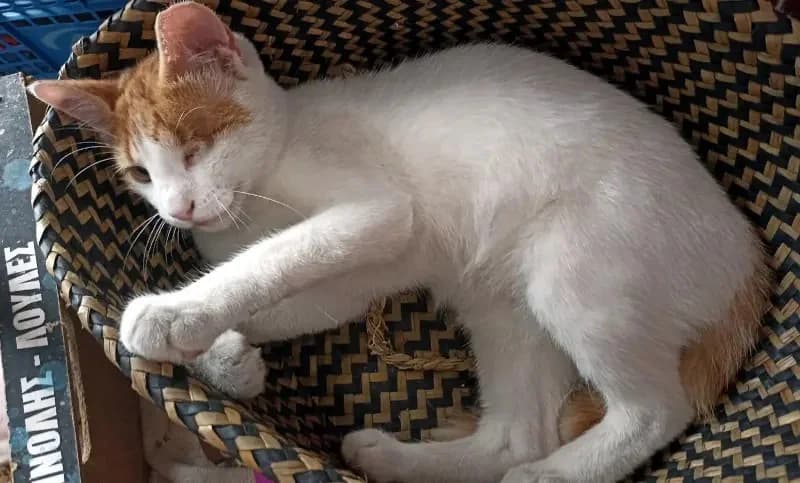 URANAKIS 
(† 31. Januar 2025), male mixed breed for adoption at Cats at Andros e.V. — photo 6 of 9