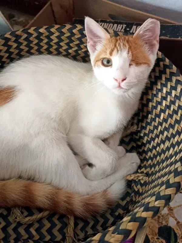 URANAKIS 
(† 31. Januar 2025), male mixed breed for adoption at Cats at Andros e.V. — photo 7 of 9