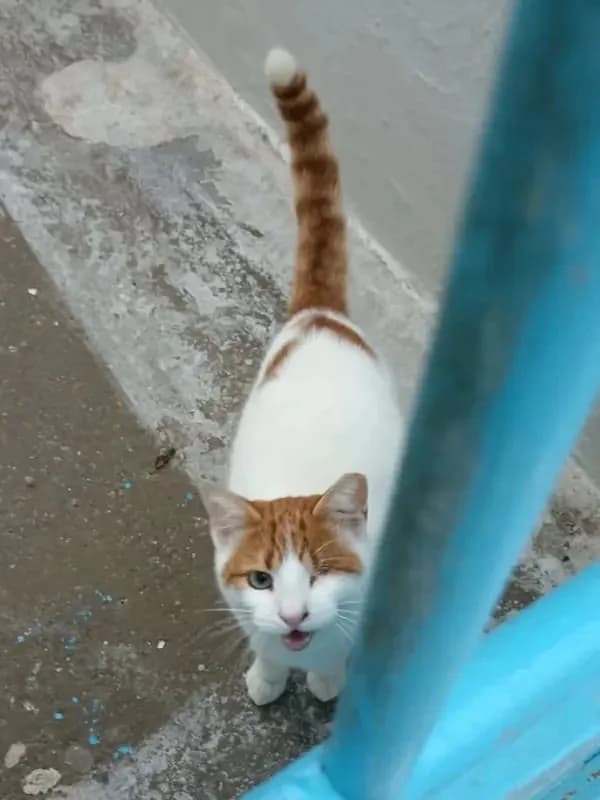 URANAKIS 
(† 31. Januar 2025), male mixed breed for adoption at Cats at Andros e.V. — photo 8 of 9