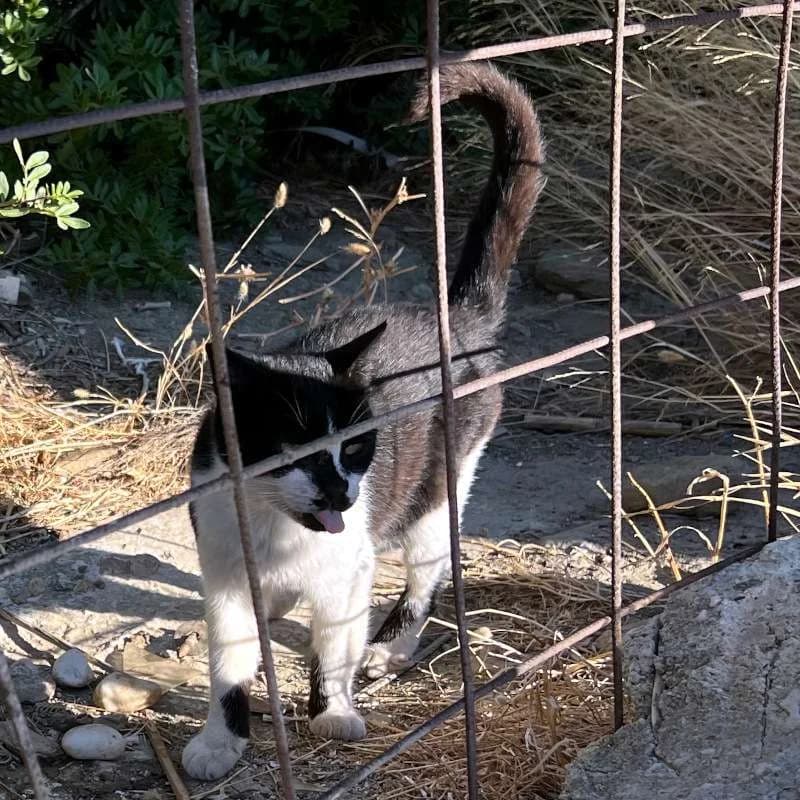 HELLMUTH 
(† 21. März 2025), male mixed breed for adoption at Cats at Andros e.V.