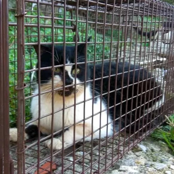 HELLMUTH 
(† 21. März 2025), male mixed breed for adoption at Cats at Andros e.V. — photo 2 of 7