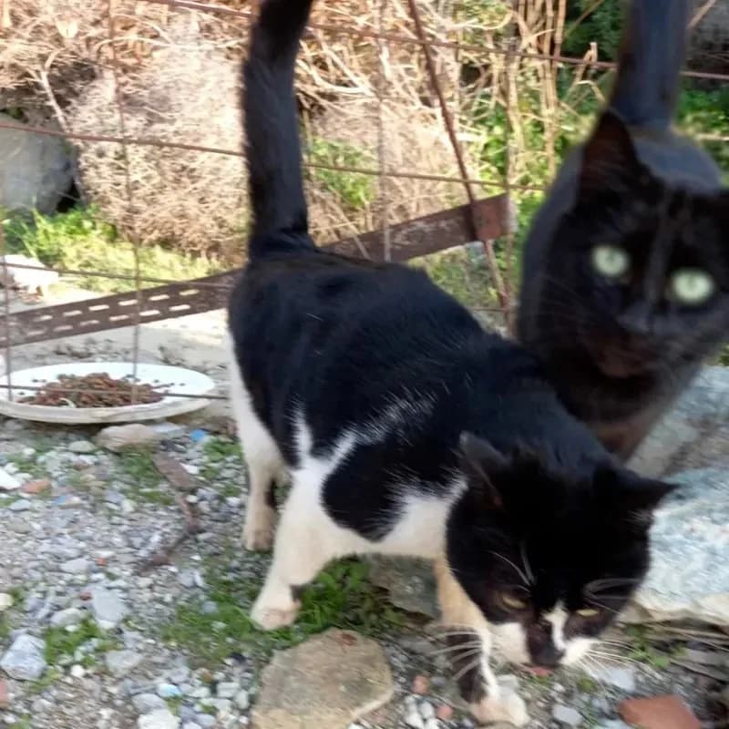 HELLMUTH 
(† 21. März 2025), male mixed breed for adoption at Cats at Andros e.V. — photo 3 of 7