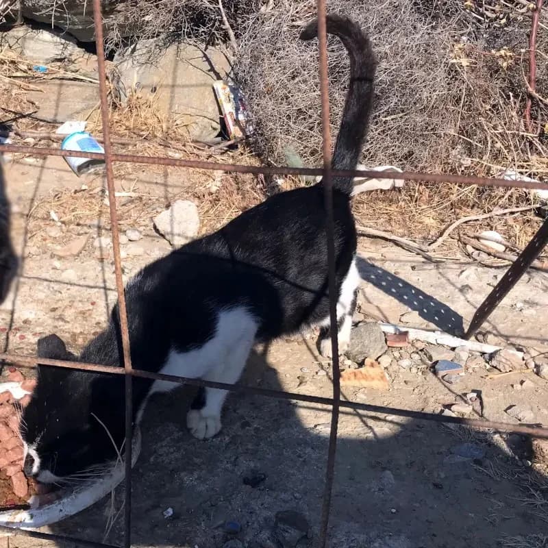 HELLMUTH 
(† 21. März 2025), male mixed breed for adoption at Cats at Andros e.V. — photo 4 of 7