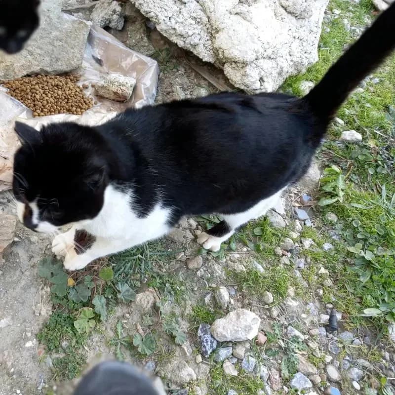 HELLMUTH 
(† 21. März 2025), male mixed breed for adoption at Cats at Andros e.V. — photo 5 of 7