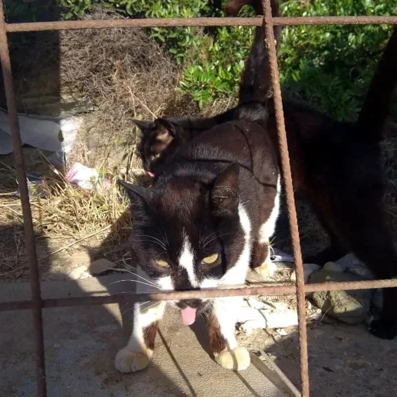 HELLMUTH 
(† 21. März 2025), male mixed breed for adoption at Cats at Andros e.V. — photo 6 of 7