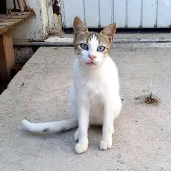 KATIA 
anoula 
(† 30. April 2025), female mixed breed for adoption at Cats at Andros e.V.