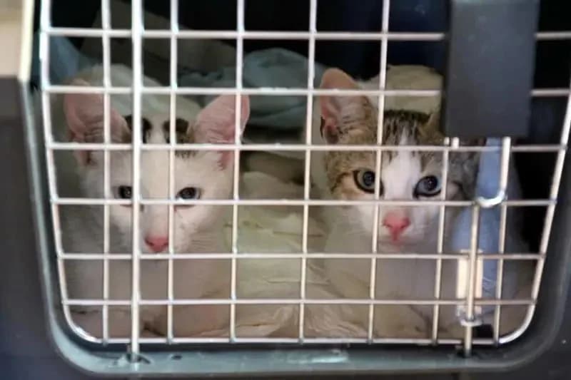 KATIA 
anoula 
(† 30. April 2025), female mixed breed for adoption at Cats at Andros e.V. — photo 2 of 11