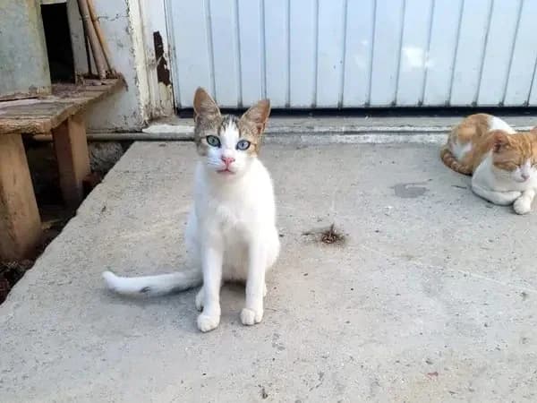 KATIA 
anoula 
(† 30. April 2025), female mixed breed for adoption at Cats at Andros e.V. — photo 3 of 11