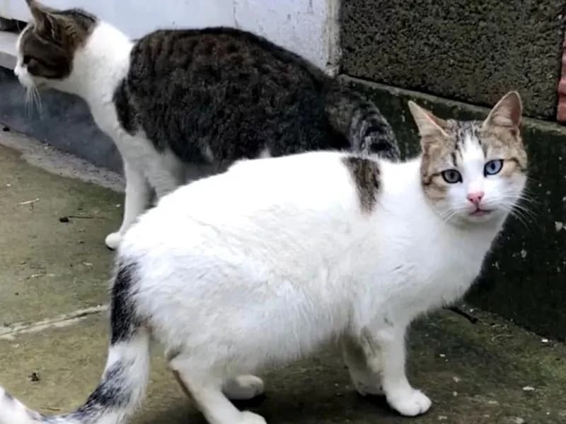 KATIA 
anoula 
(† 30. April 2025), female mixed breed for adoption at Cats at Andros e.V. — photo 4 of 11