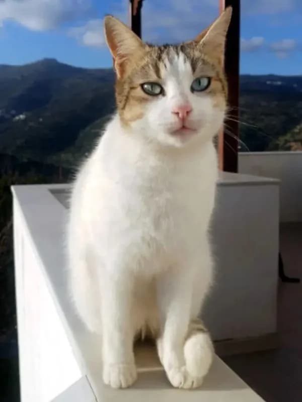 KATIA 
anoula 
(† 30. April 2025), female mixed breed for adoption at Cats at Andros e.V. — photo 5 of 11