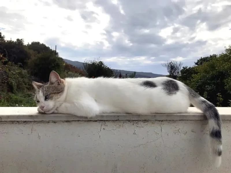 KATIA 
anoula 
(† 30. April 2025), female mixed breed for adoption at Cats at Andros e.V. — photo 6 of 11