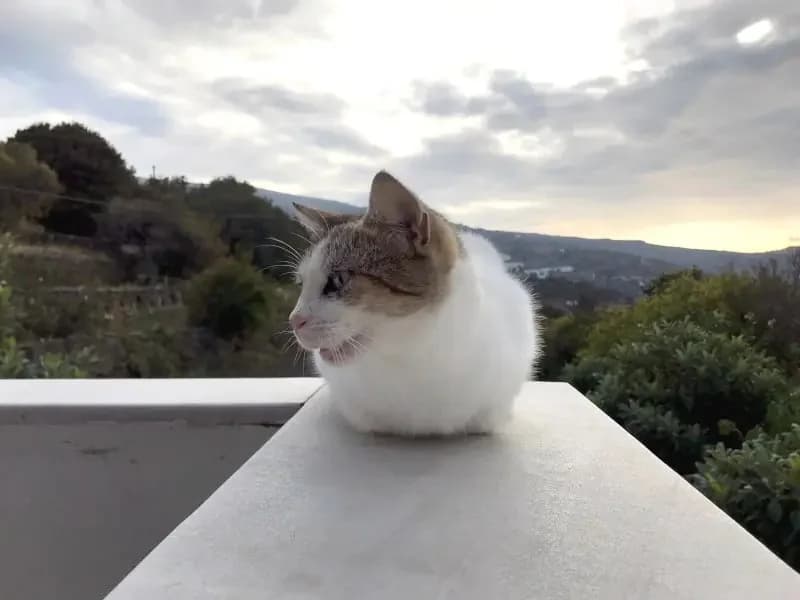 KATIA 
anoula 
(† 30. April 2025), female mixed breed for adoption at Cats at Andros e.V. — photo 7 of 11