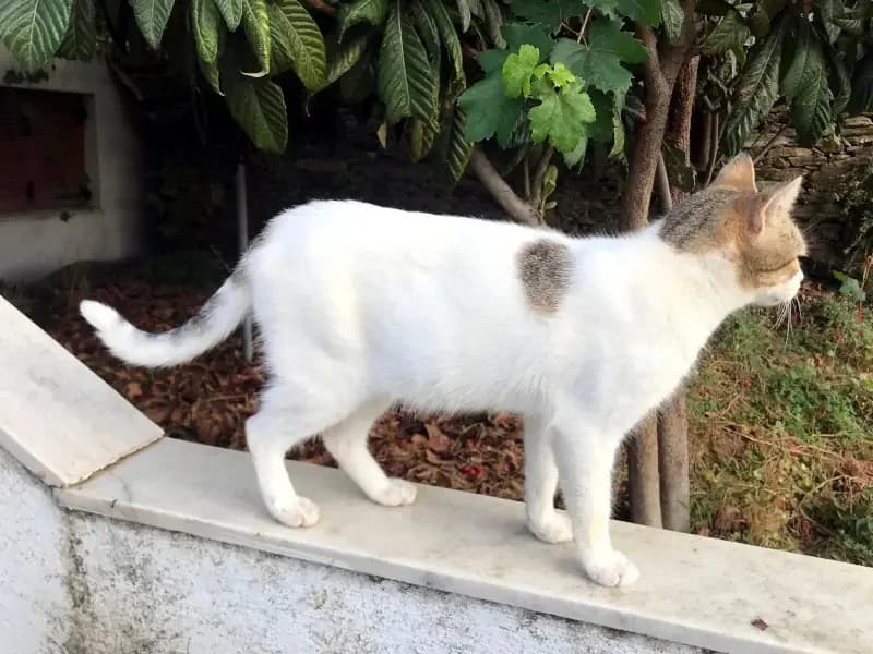 KATIA 
anoula 
(† 30. April 2025), female mixed breed for adoption at Cats at Andros e.V. — photo 8 of 11