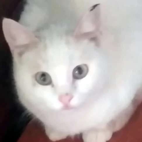 HAIDI 
(† 4. Mai 2025), female mixed breed for adoption at Cats at Andros e.V.