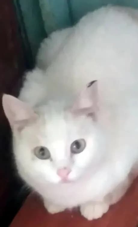 HAIDI 
(† 4. Mai 2025), female mixed breed for adoption at Cats at Andros e.V. — photo 2 of 4