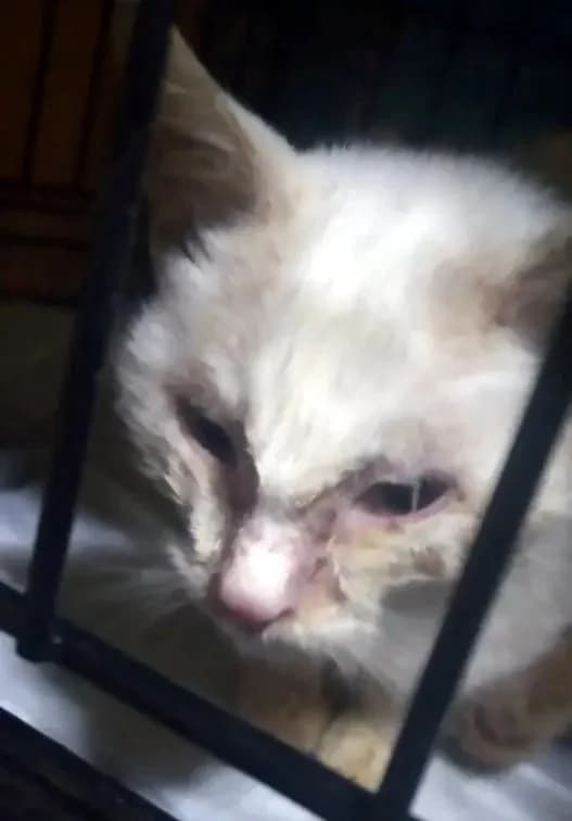 HAIDI 
(† 4. Mai 2025), female mixed breed for adoption at Cats at Andros e.V. — photo 3 of 4