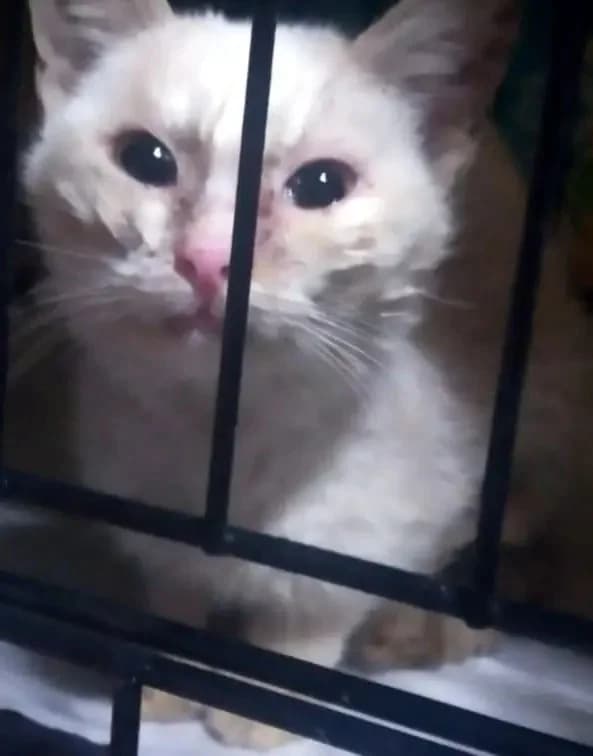 HAIDI 
(† 4. Mai 2025), female mixed breed for adoption at Cats at Andros e.V. — photo 4 of 4