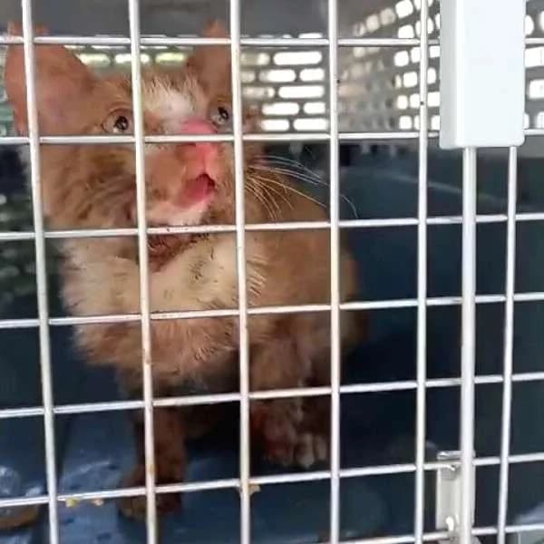 JAMIRO 
(† 11. Mai 2025), male mixed breed for adoption at Cats at Andros e.V.