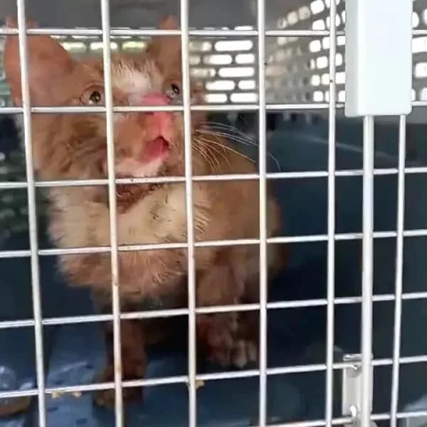 JAMIRO 
(† 11. Mai 2025), male mixed breed for adoption at Cats at Andros e.V. — photo 2 of 5