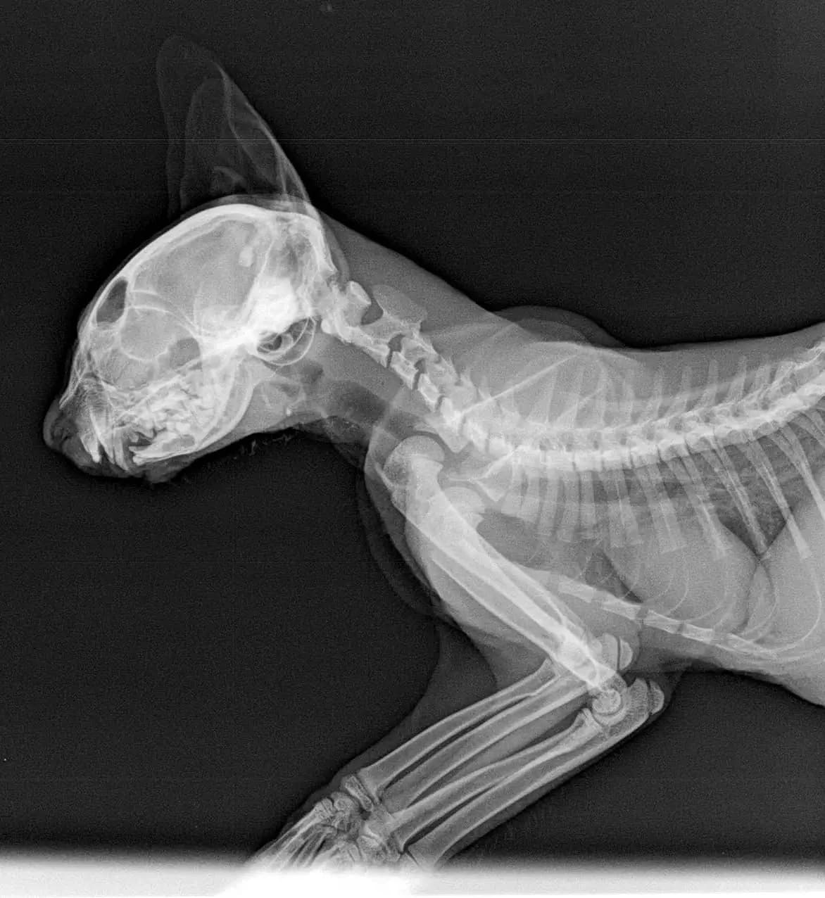 JAMIRO 
(† 11. Mai 2025), male mixed breed for adoption at Cats at Andros e.V. — photo 3 of 5