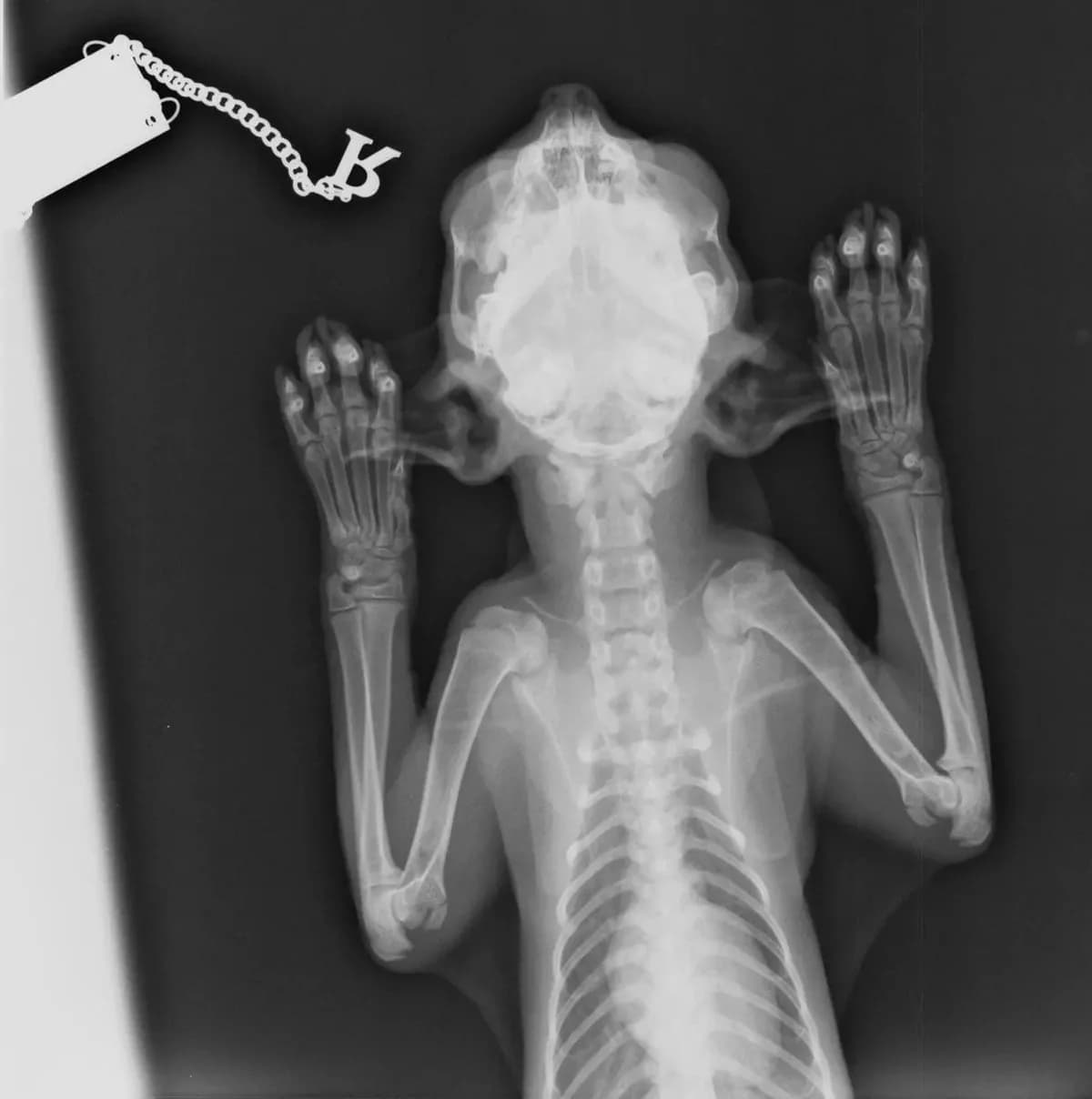 JAMIRO 
(† 11. Mai 2025), male mixed breed for adoption at Cats at Andros e.V. — photo 4 of 5