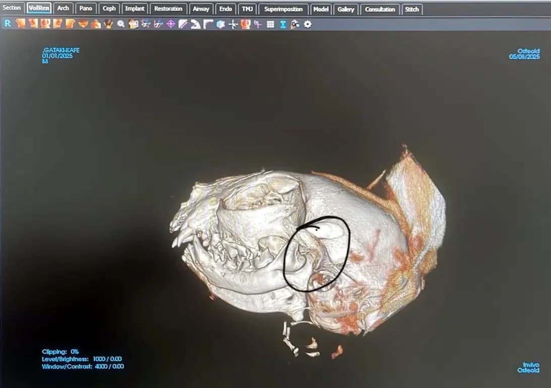 JAMIRO 
(† 11. Mai 2025), male mixed breed for adoption at Cats at Andros e.V. — photo 5 of 5