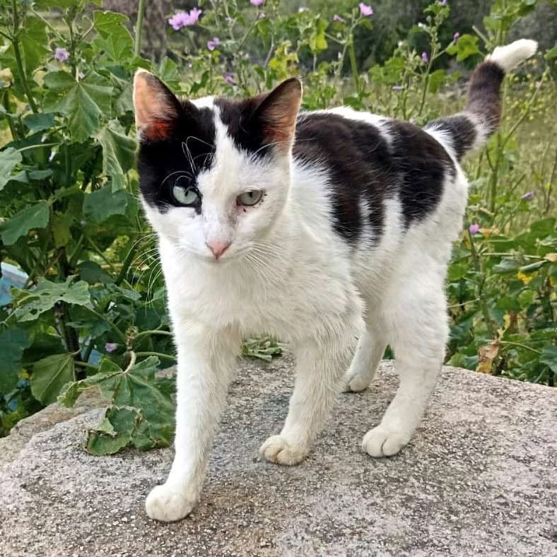 AKRISIOS 
(† 10. Mai 2025), male mixed breed for adoption at Cats at Andros e.V.