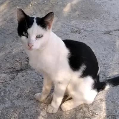 AKRISIOS 
(† 10. Mai 2025), male mixed breed for adoption at Cats at Andros e.V. — photo 3 of 7