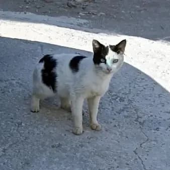 AKRISIOS 
(† 10. Mai 2025), male mixed breed for adoption at Cats at Andros e.V. — photo 4 of 7