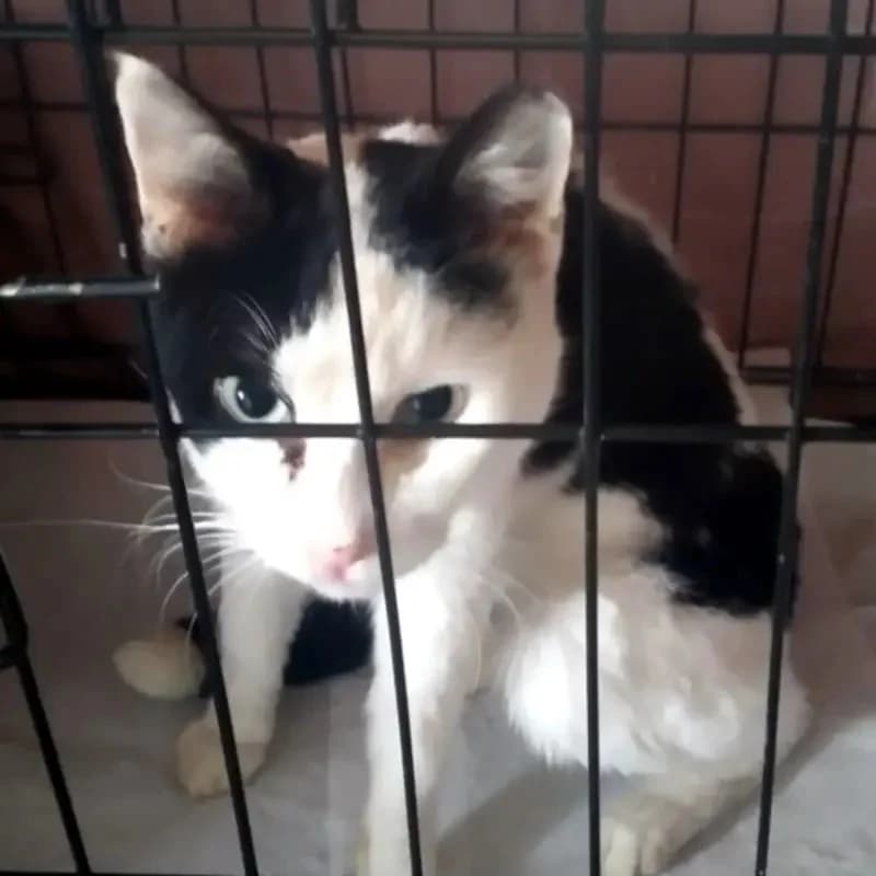 AKRISIOS 
(† 10. Mai 2025), male mixed breed for adoption at Cats at Andros e.V. — photo 6 of 7