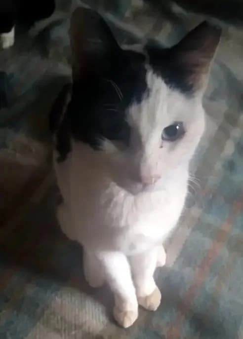 AKRISIOS 
(† 10. Mai 2025), male mixed breed for adoption at Cats at Andros e.V. — photo 7 of 7