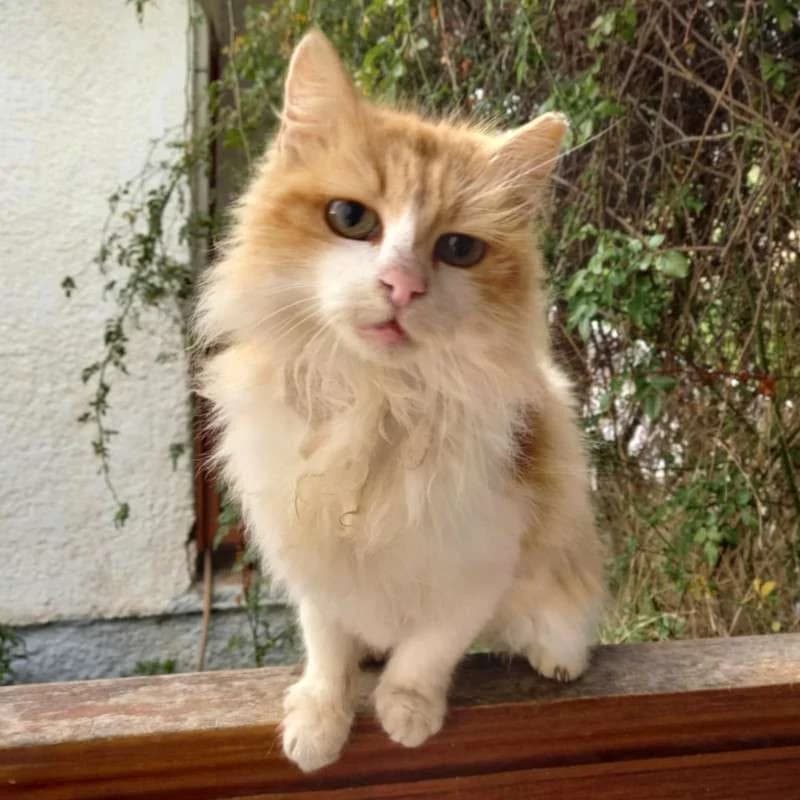 BASTET 
punda 
(† 23. Mai 2025), female mixed breed for adoption at Cats at Andros e.V.