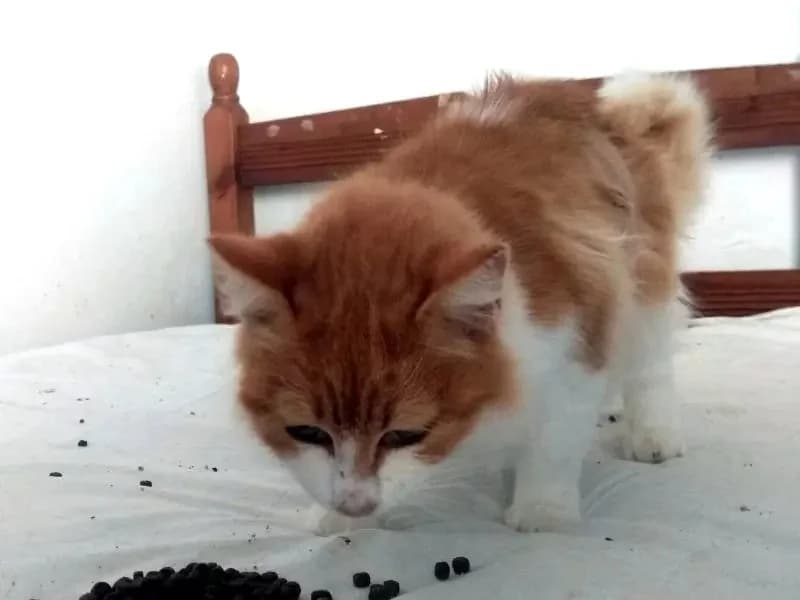 BASTET 
punda 
(† 23. Mai 2025), female mixed breed for adoption at Cats at Andros e.V. — photo 2 of 5