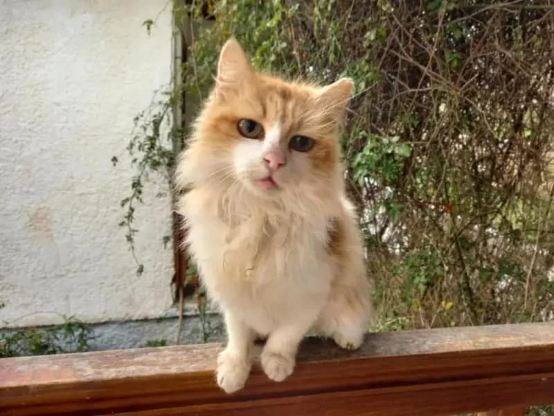 BASTET 
punda 
(† 23. Mai 2025), female mixed breed for adoption at Cats at Andros e.V. — photo 3 of 5