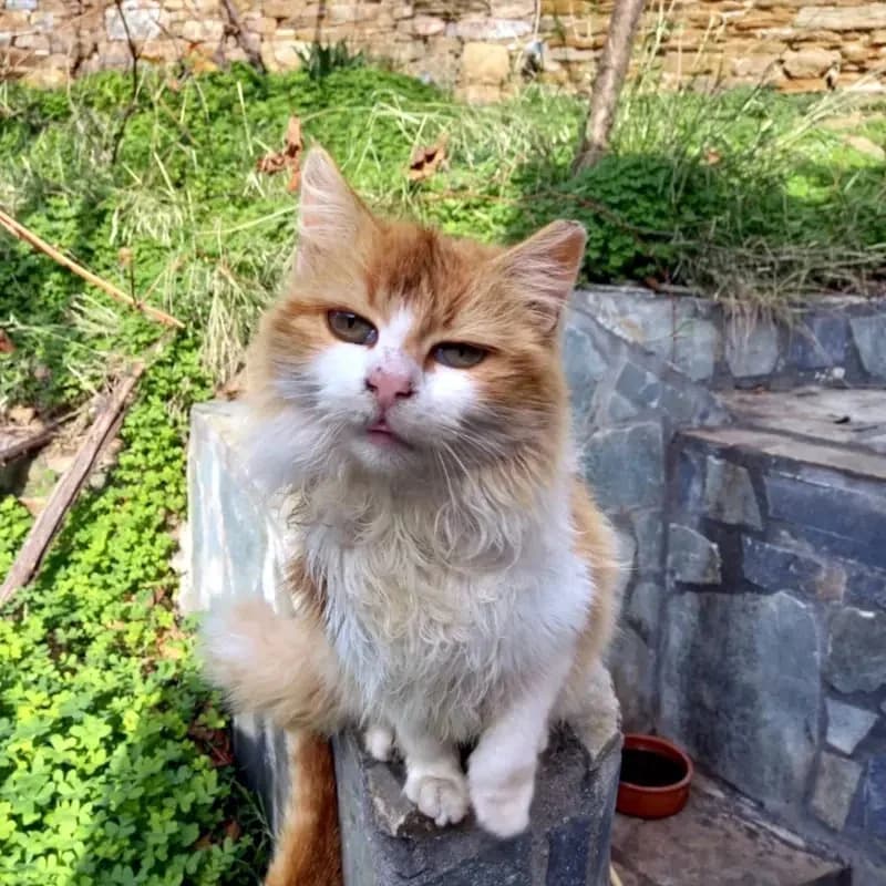 BASTET 
punda 
(† 23. Mai 2025), female mixed breed for adoption at Cats at Andros e.V. — photo 4 of 5