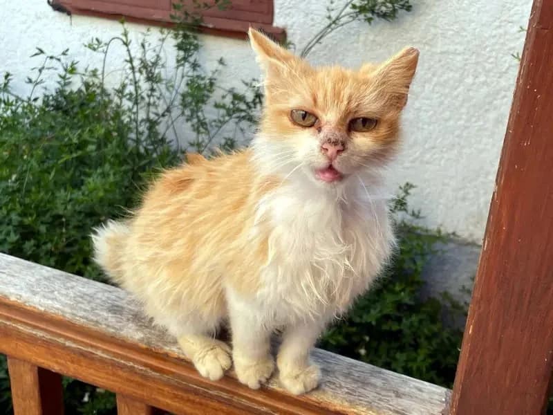 BASTET 
punda 
(† 23. Mai 2025), female mixed breed for adoption at Cats at Andros e.V. — photo 5 of 5