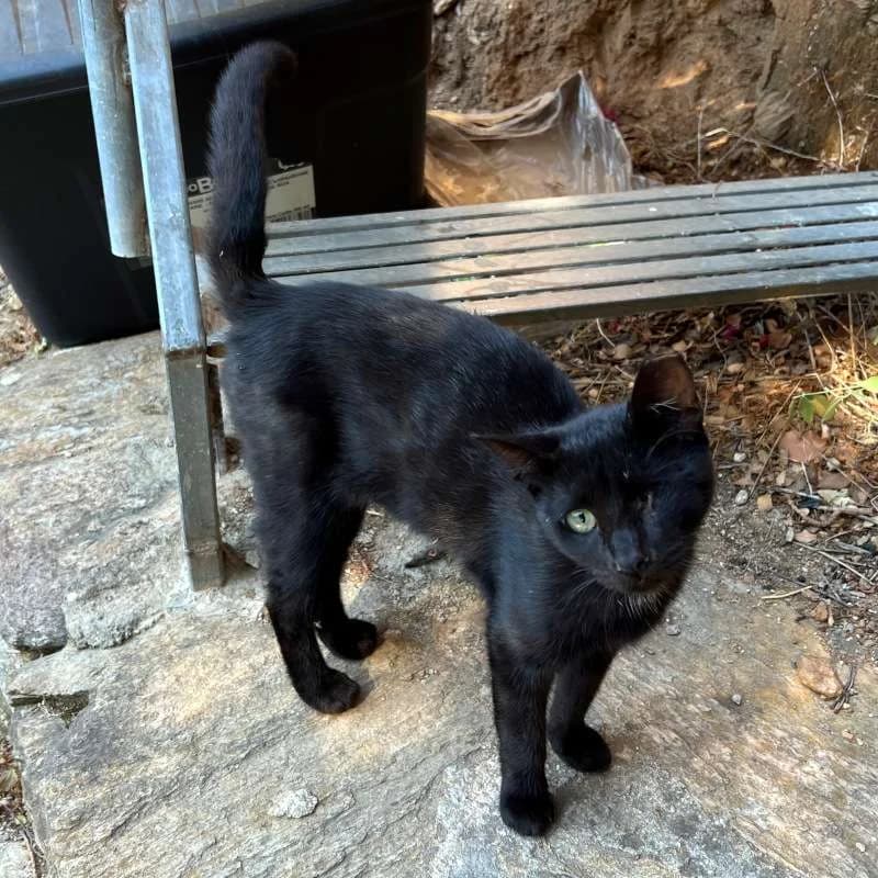 MONAKIS 
joseba 
(† 27. Mai 2025), male mixed breed for adoption at Cats at Andros e.V.